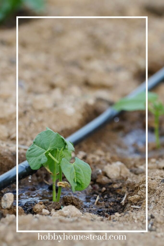 Drip Irrigation
