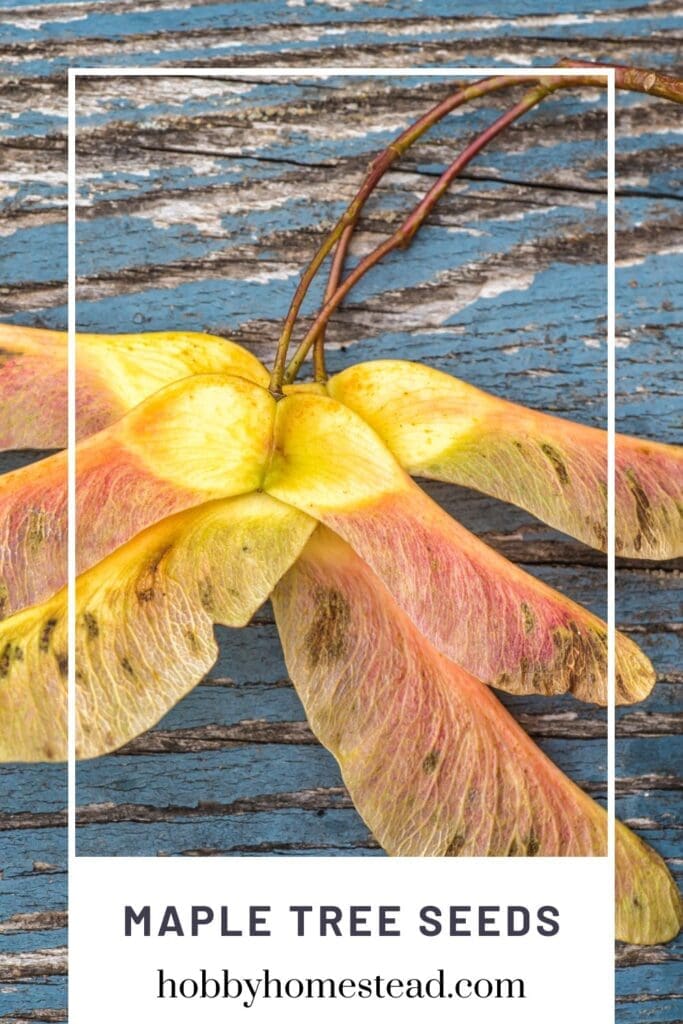 Maple Tree Seeds