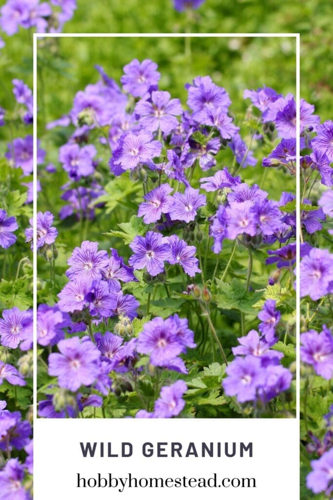 Wild Geranium