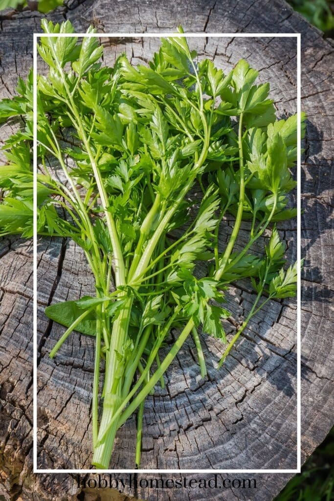 Fresh parsley bundle