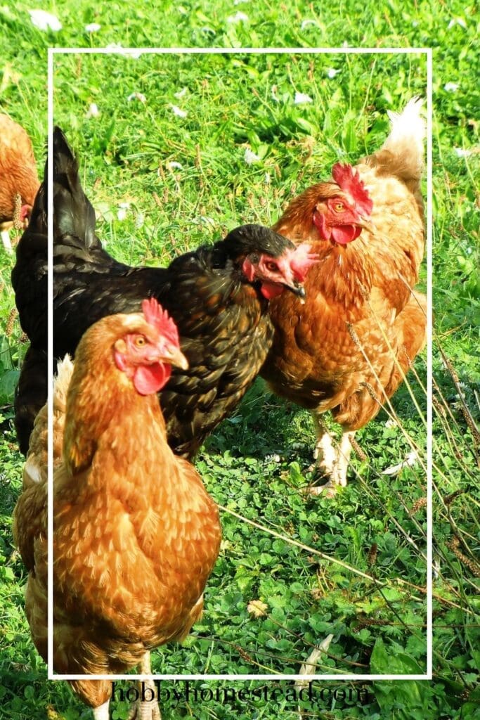 Backyard Chickens Enjoying Foraging
