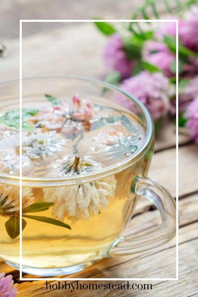 Making clover tea