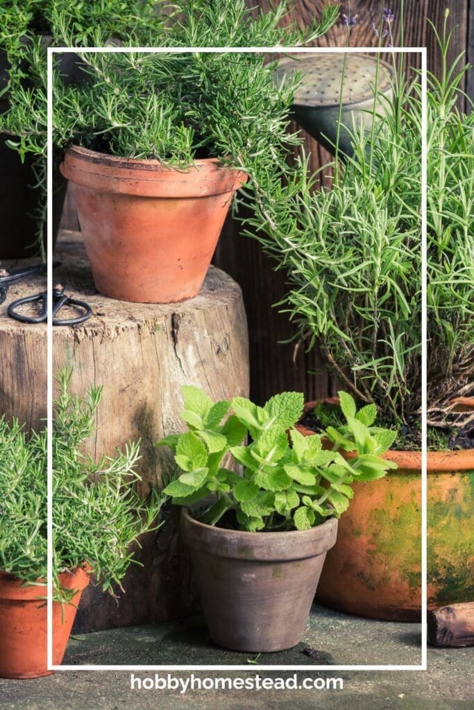 Planting Herbs in Containers