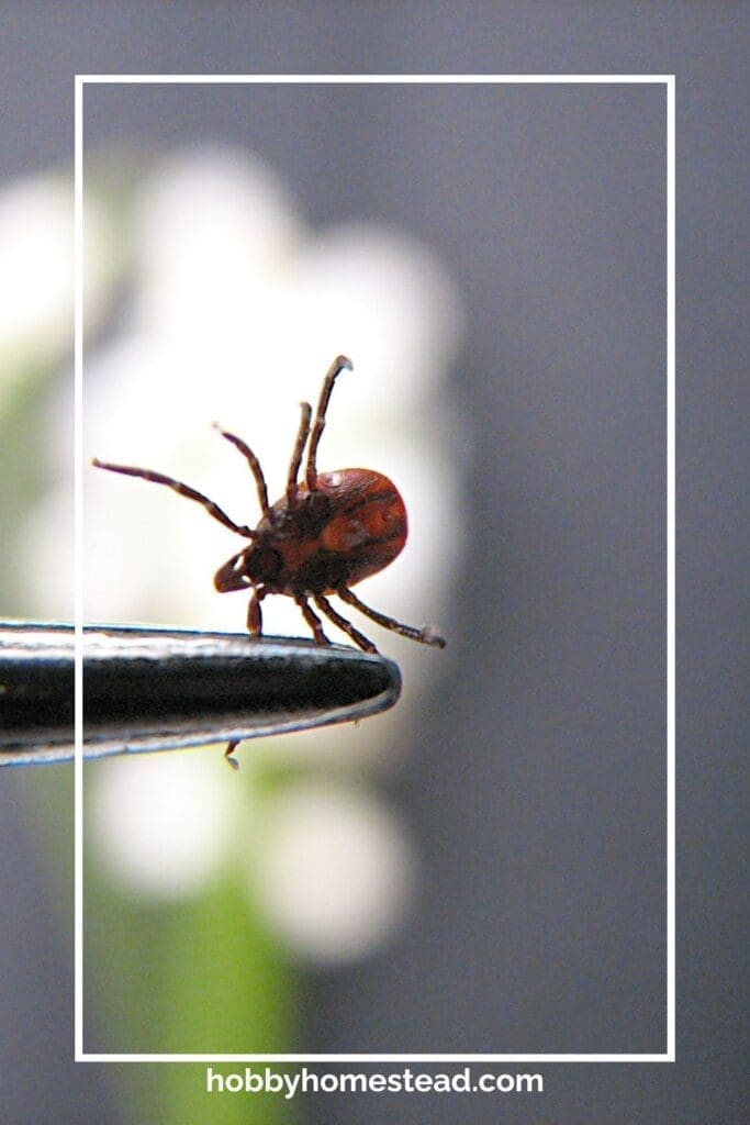 Remove Ticks Safely