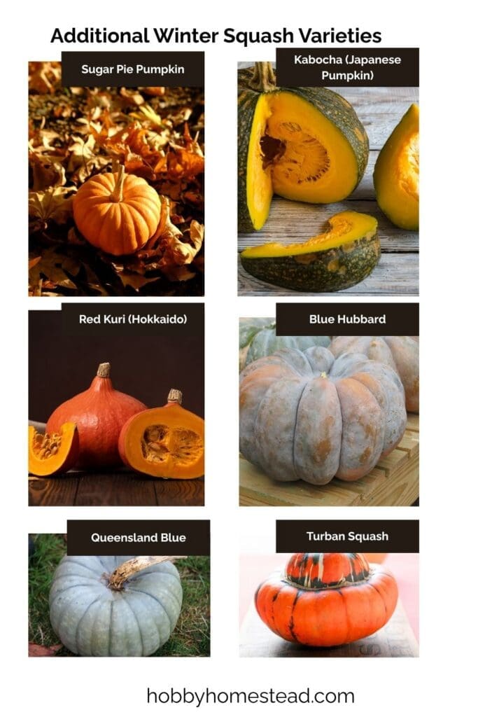 Additional Winter Squash Varieties