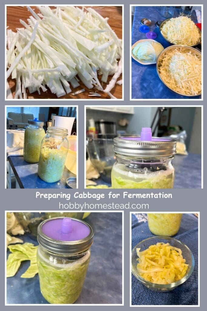 Preparing Cabbage for Fermentation
