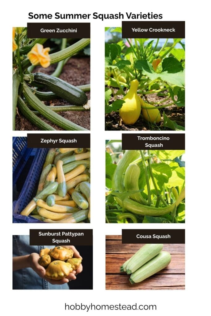 Some Summer Squash Varieties