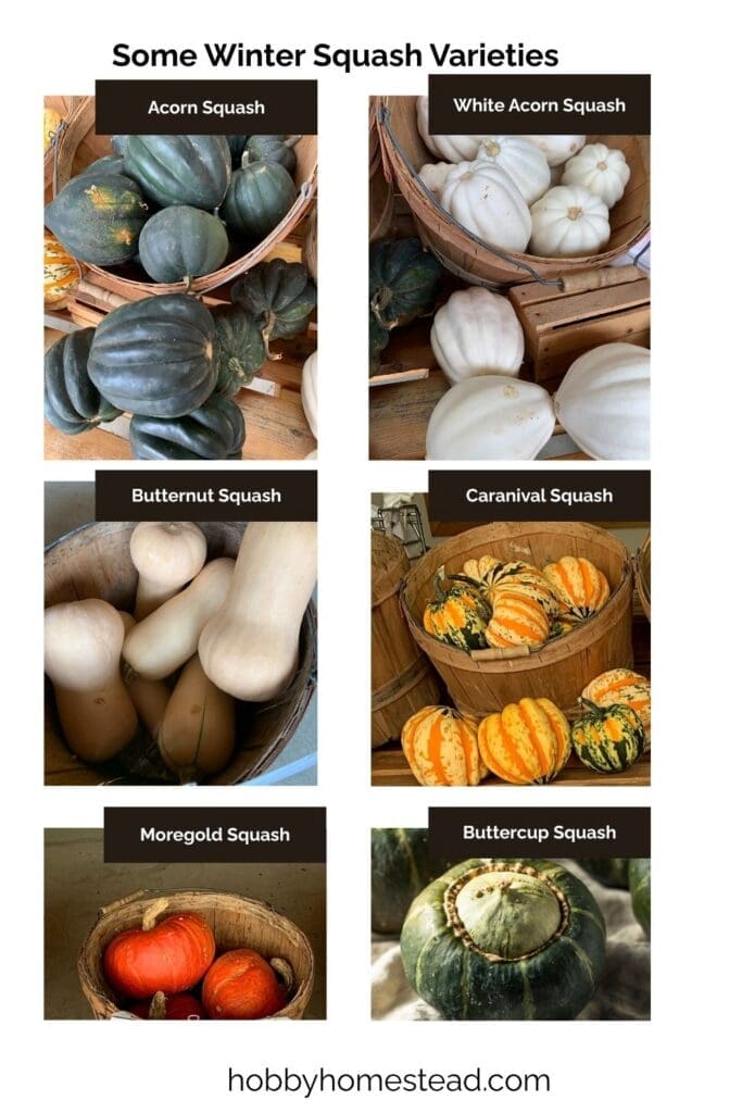 Some Winter Squash Varieties