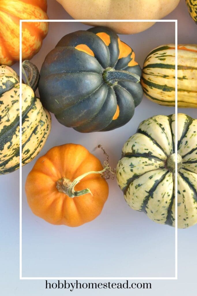 Winter Squash Varieties
