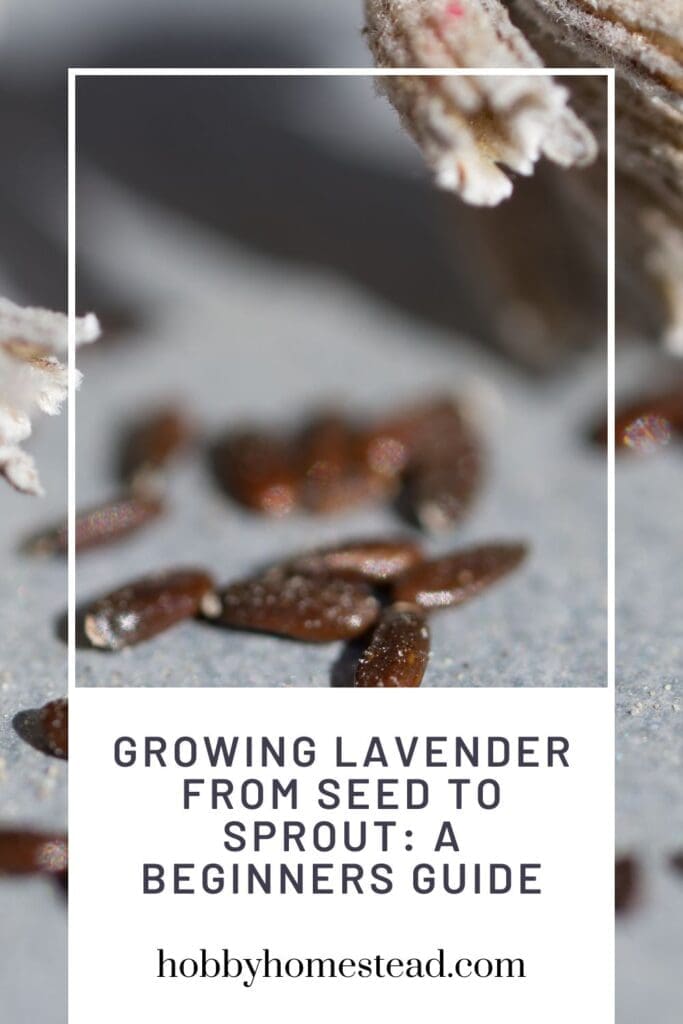 Growing Lavender from Seed to Sprout A Beginners Guide
