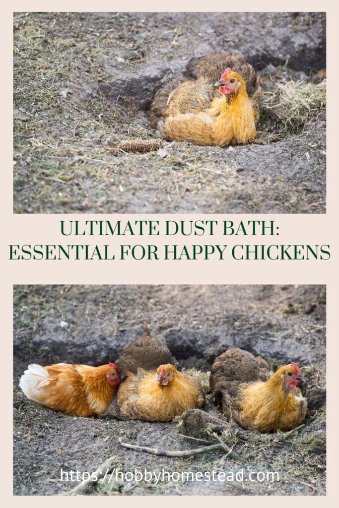 Ultimate Dust Bath Essential for Happy Chickens