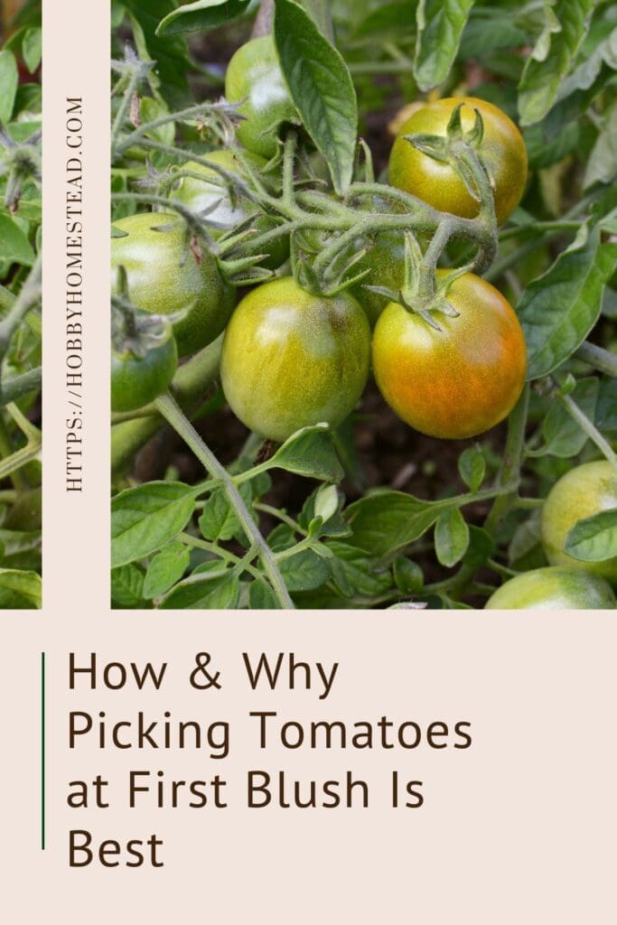 How & Why Picking Tomatoes at First Blush Is Best