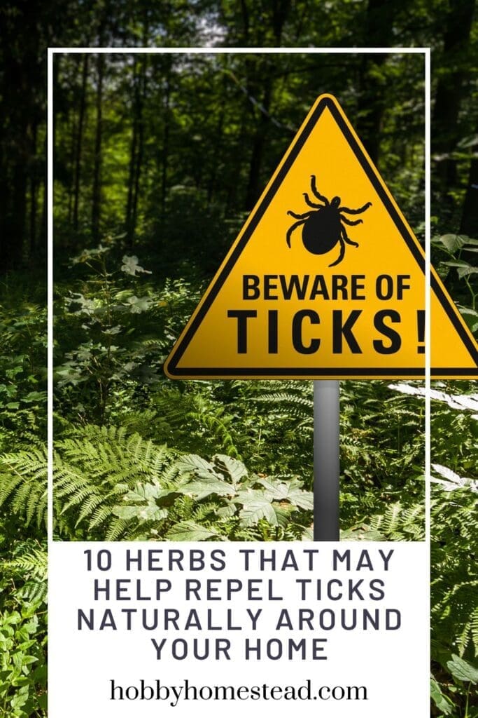 10 Herbs That May Help Repel Ticks Naturally Around Your Home